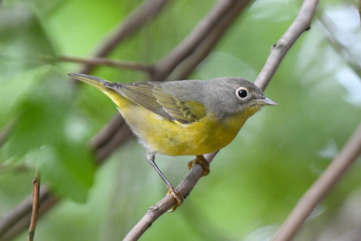 Rubinfleck-Waldsänger - ML644110210