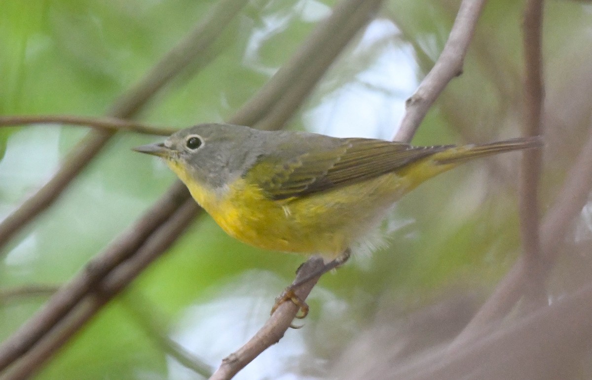 Rubinfleck-Waldsänger - ML644110211