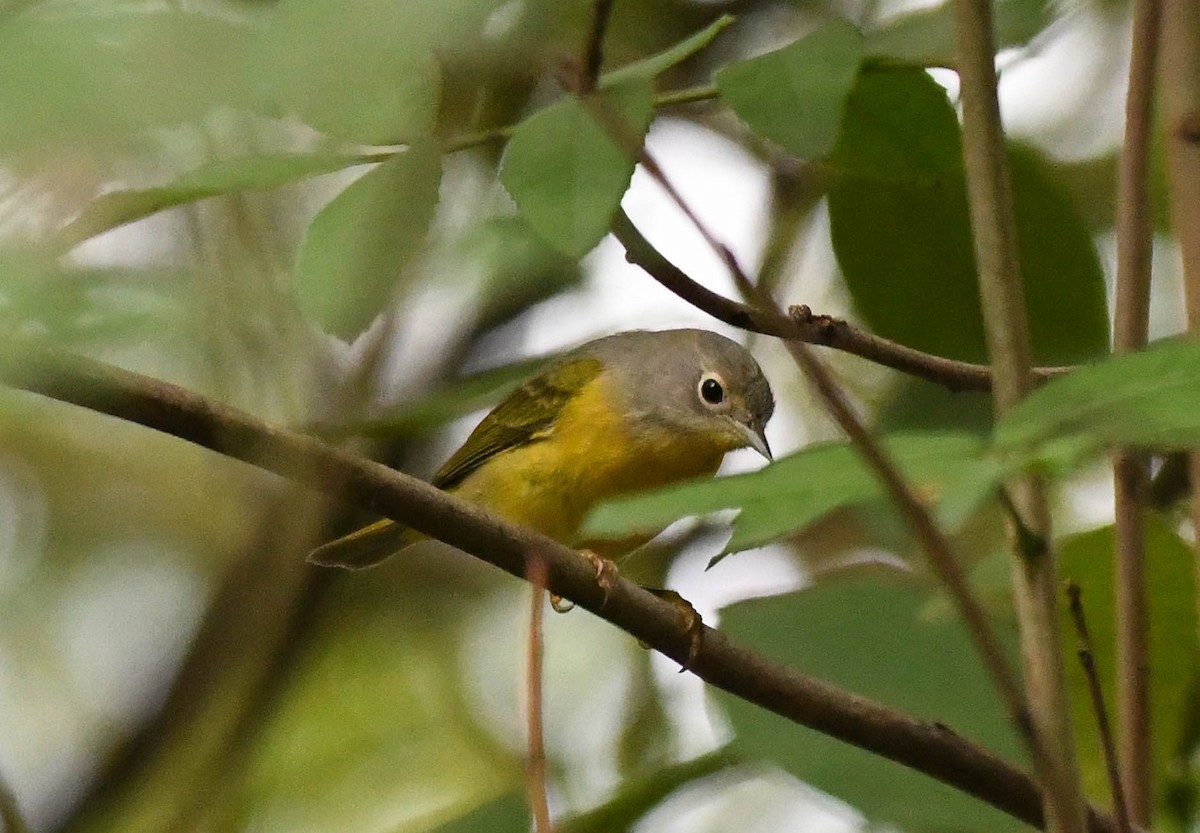 Rubinfleck-Waldsänger - ML644110212