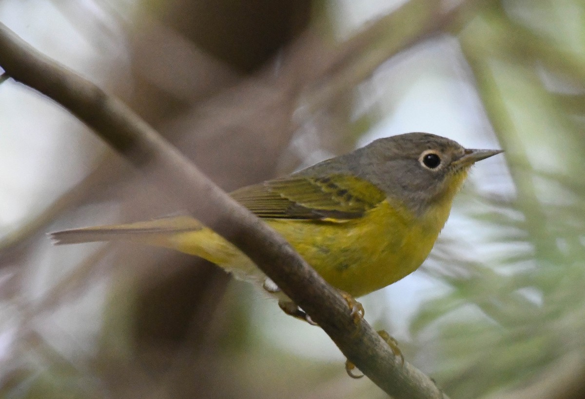 Rubinfleck-Waldsänger - ML644110213