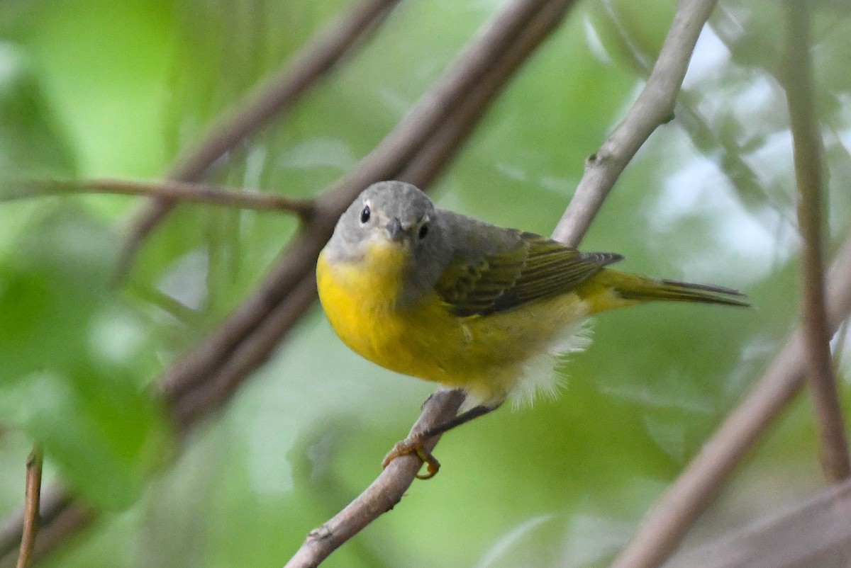 Rubinfleck-Waldsänger - ML644110214