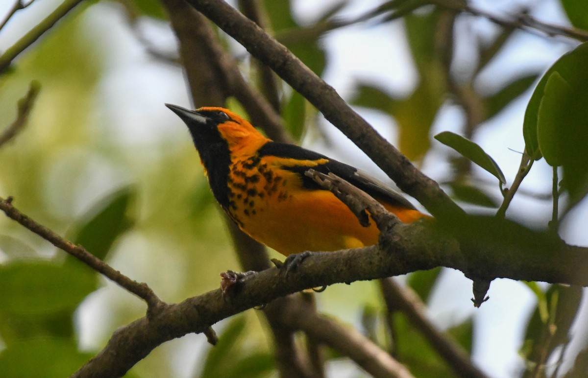 Tropfentrupial - ML644110243