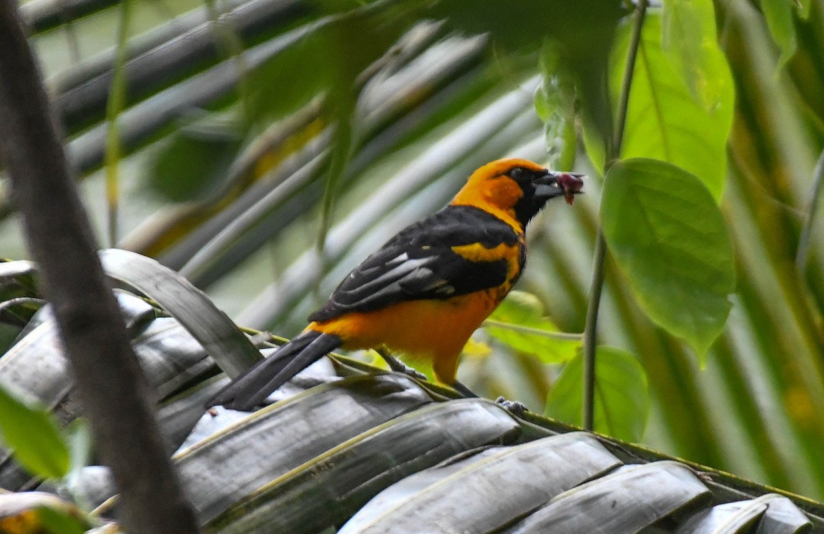 Tropfentrupial - ML644110245