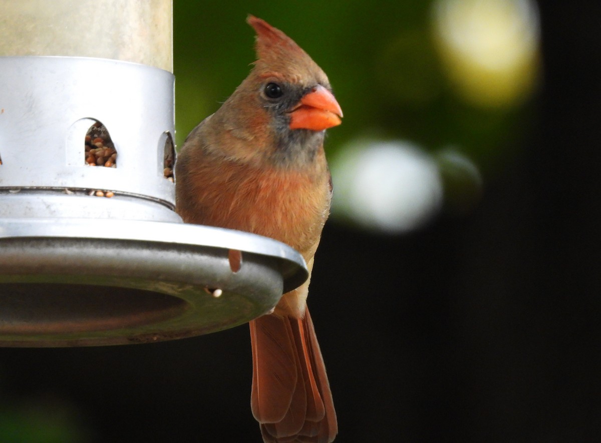 Northern Cardinal - ML644110259