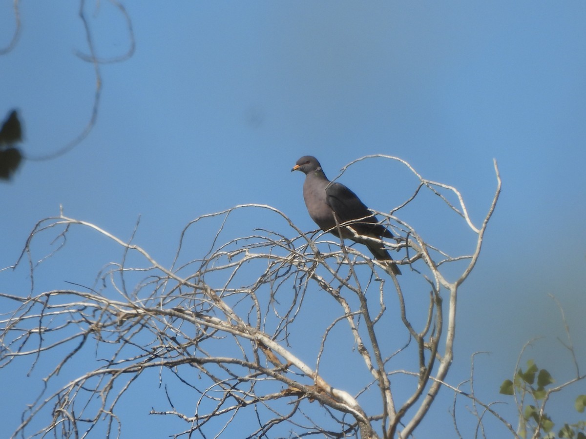 Band-tailed Pigeon - ML644110262