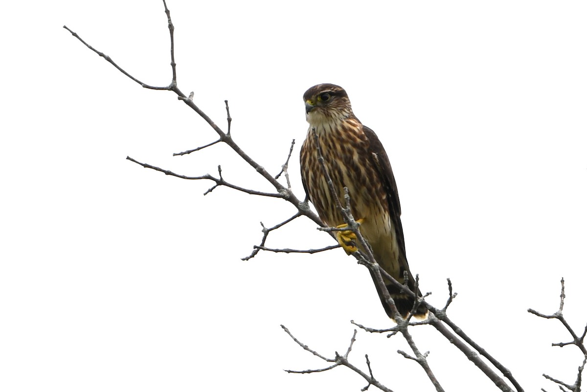 Підсоколик малий - ML644110274