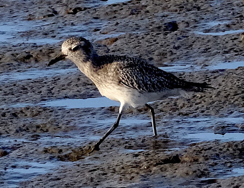 Black-bellied Plover - ML644110299