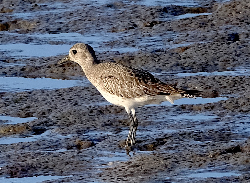 Black-bellied Plover - ML644110300
