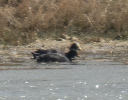 Red-gartered Coot - ML644110318