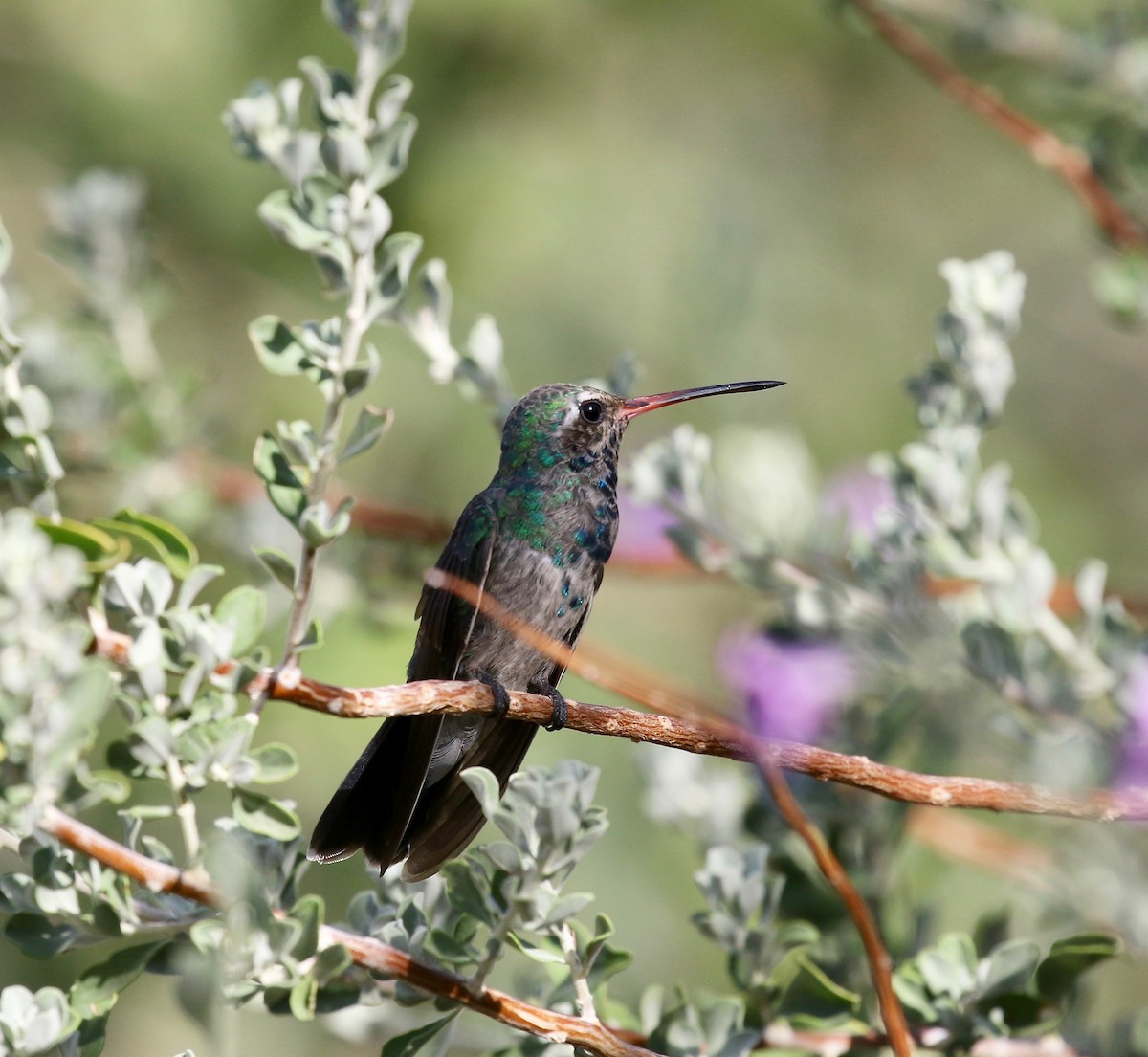 Broad-billed Hummingbird - ML644110344