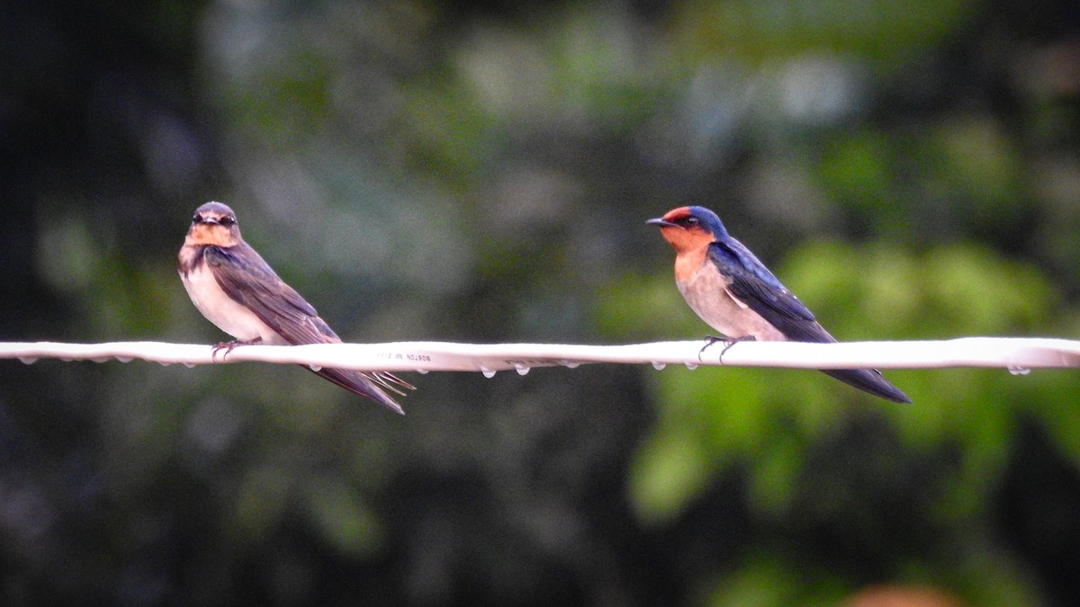 Pacific Swallow - ML644110362