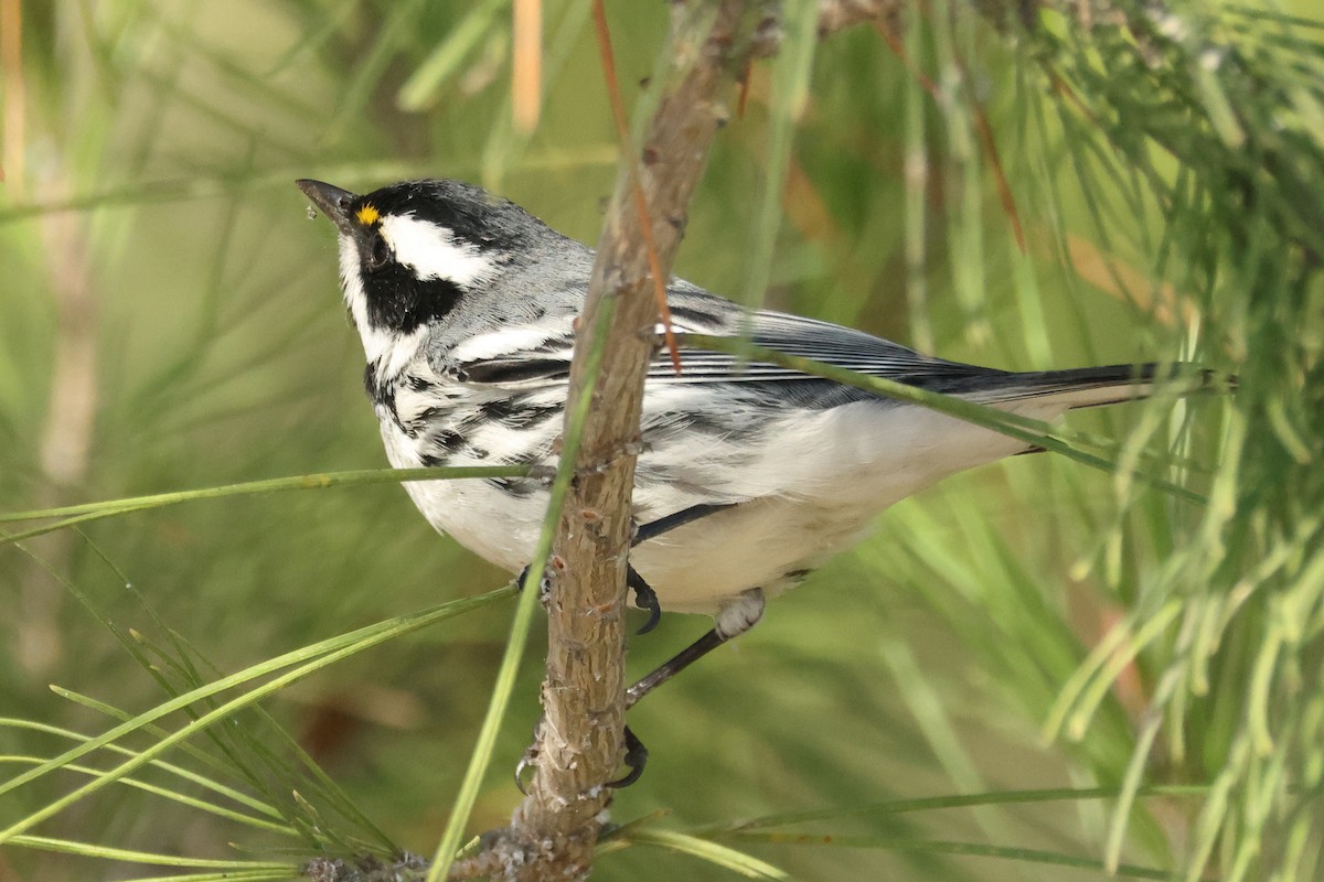 Black-throated Gray Warbler - ML644110365