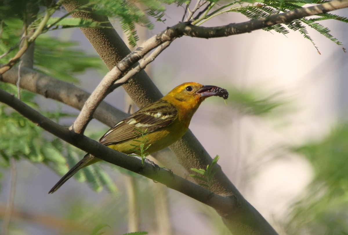 Flame-colored Tanager - ML644110378