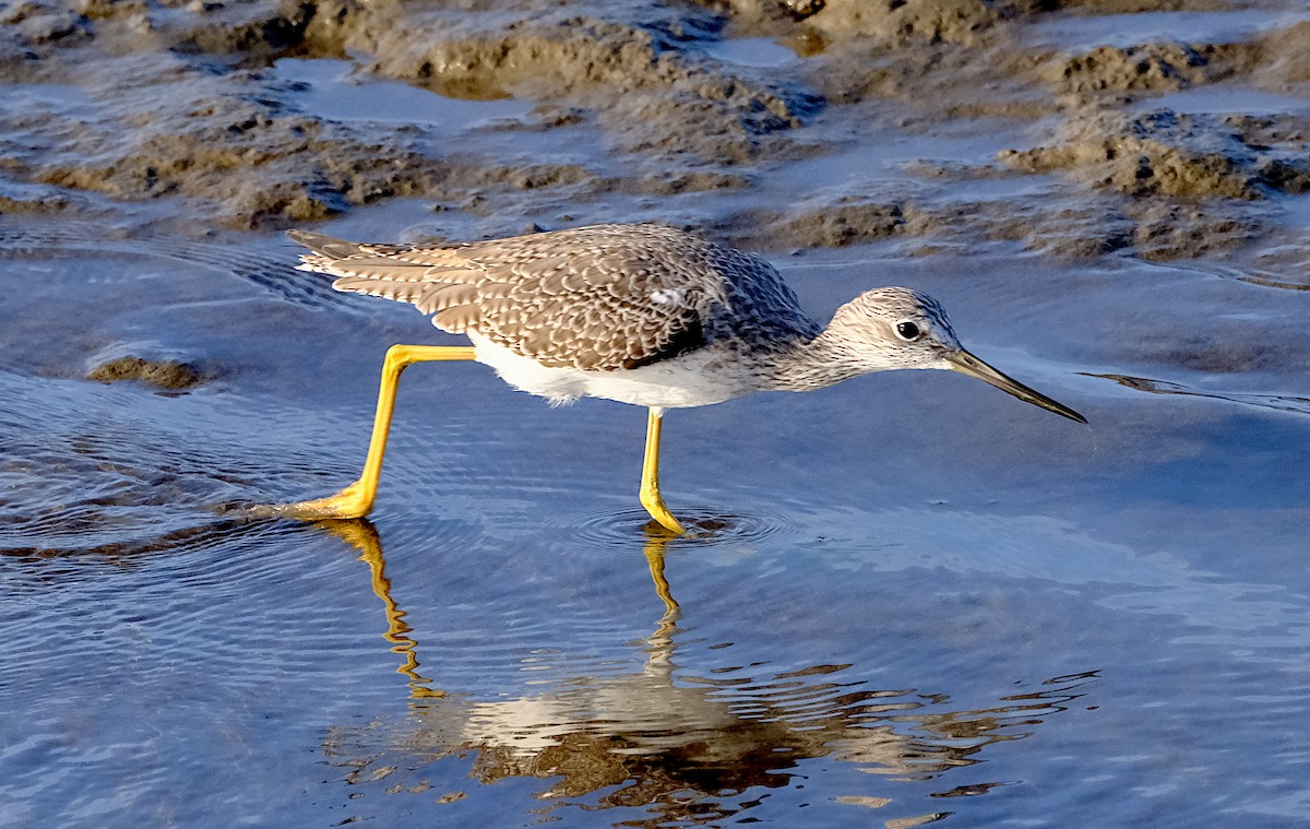 Greater Yellowlegs - ML644110382