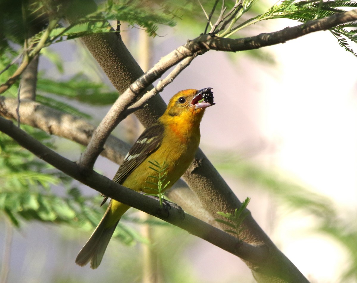 Flame-colored Tanager - ML644110388
