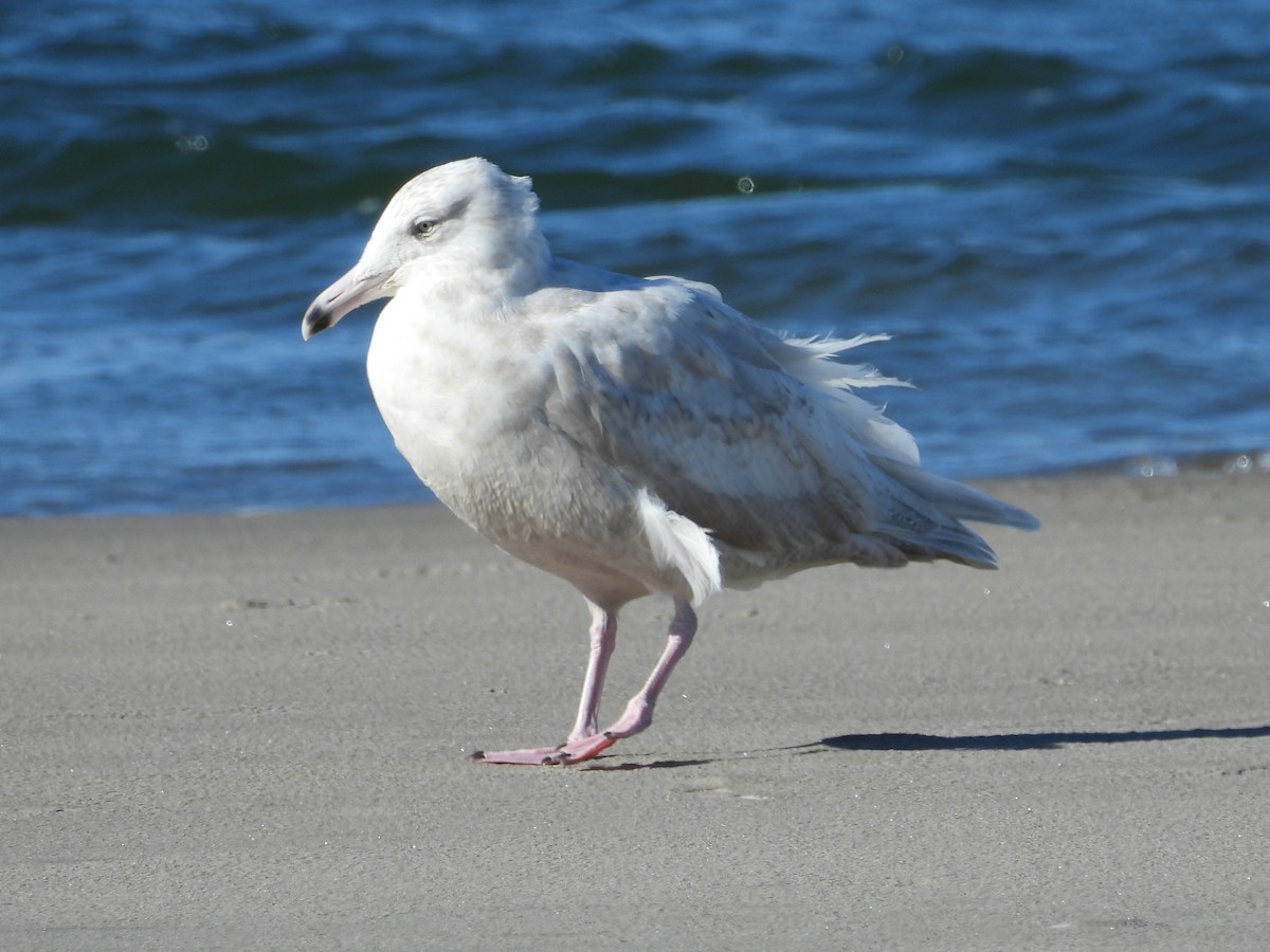 Ipar-kaioa - ML644110389