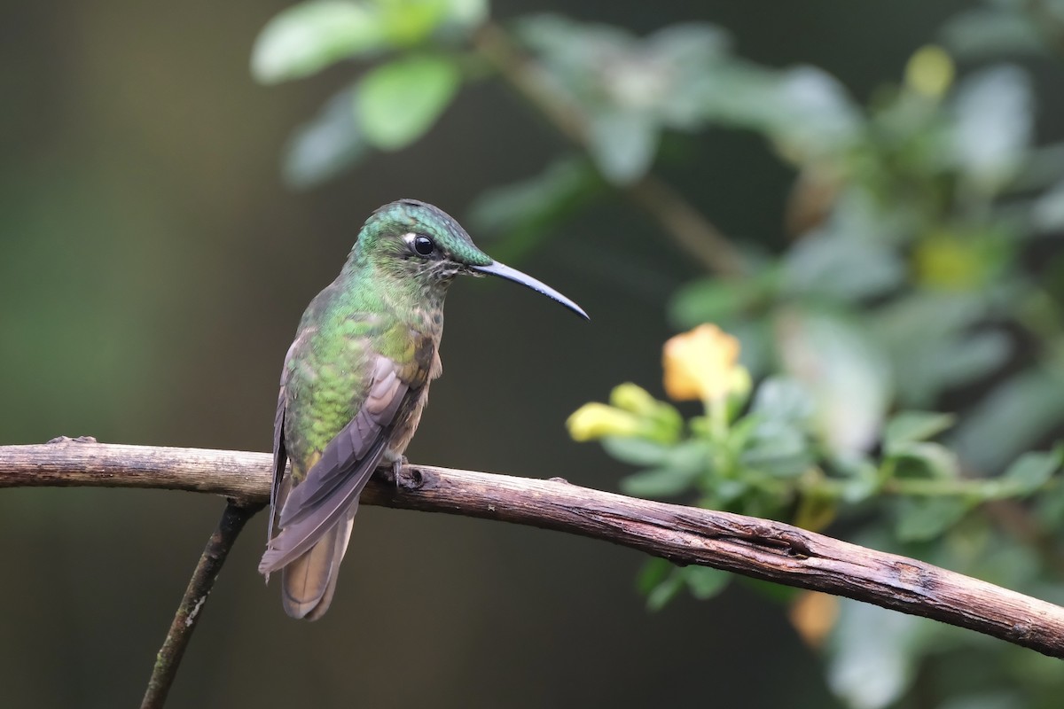 Fawn-breasted Brilliant - ML644110390