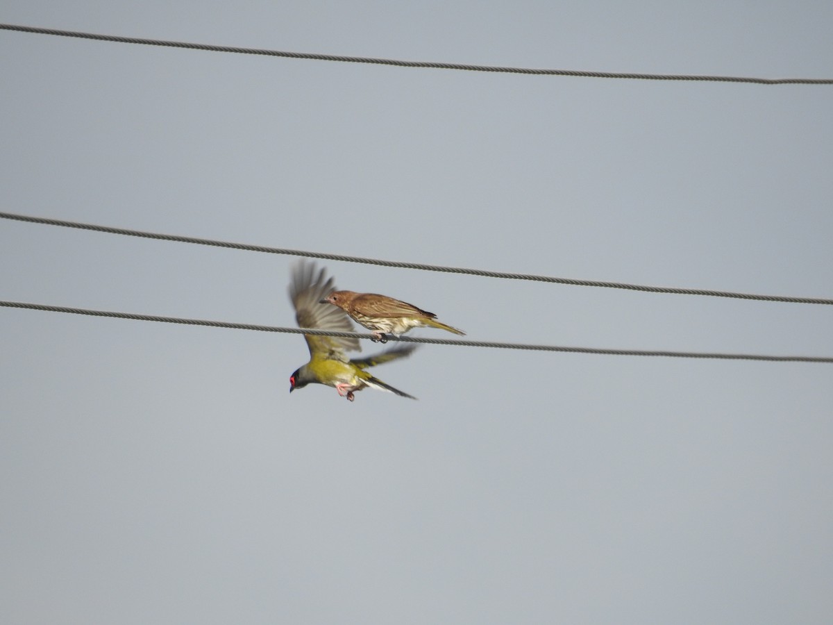 Australasian Figbird - ML644110391