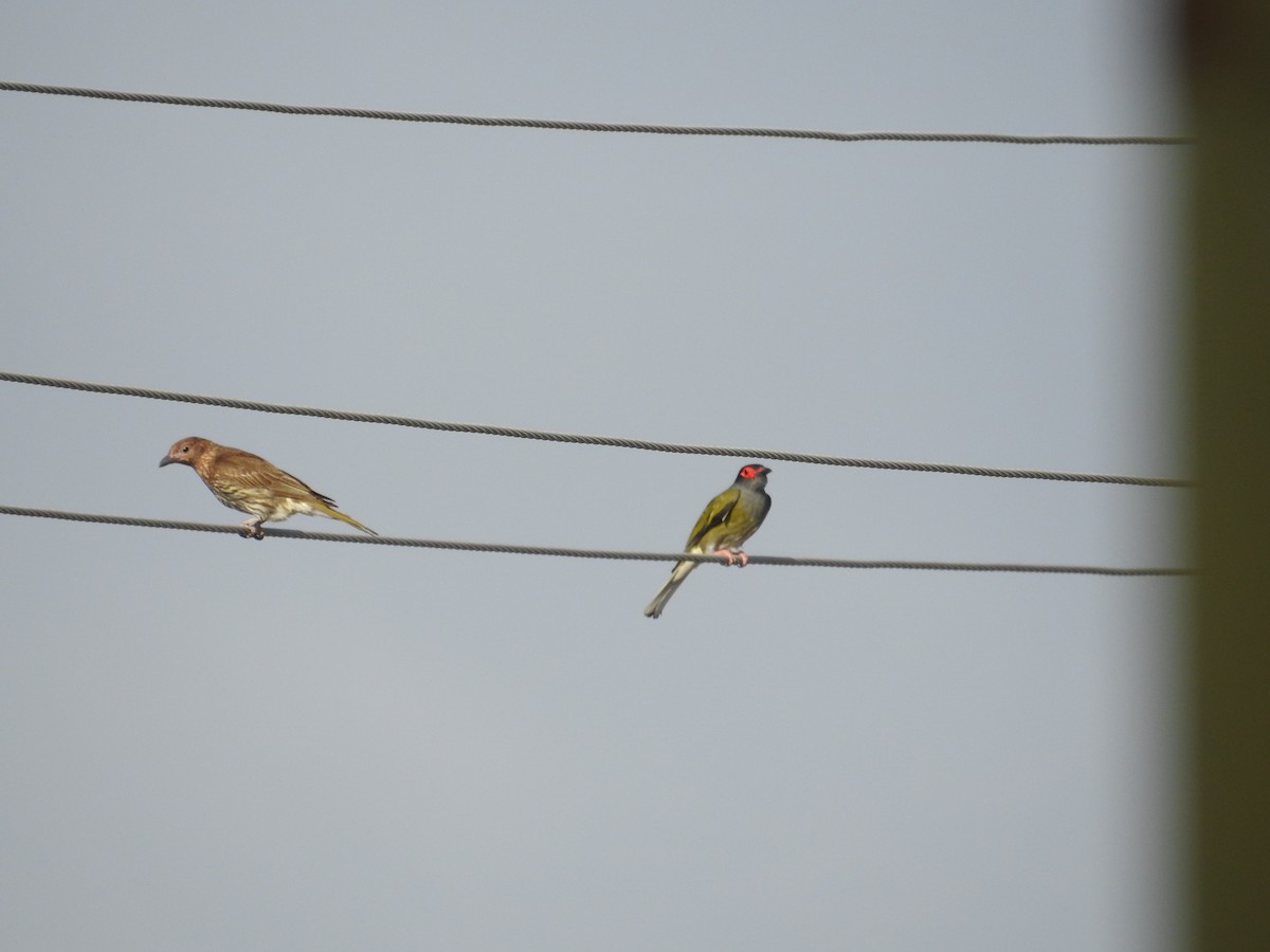 Australasian Figbird - ML644110392