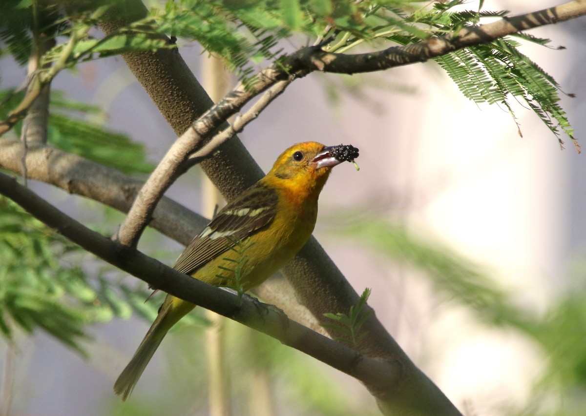 Flame-colored Tanager - ML644110393