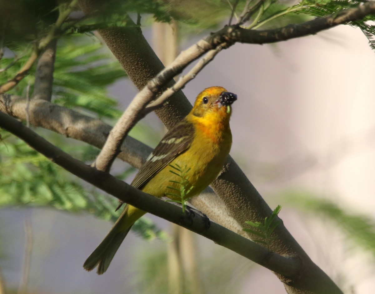 Flame-colored Tanager - ML644110424