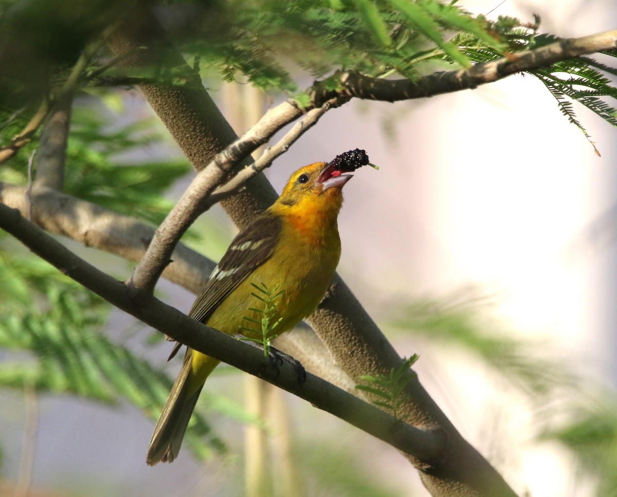 Flame-colored Tanager - ML644110426