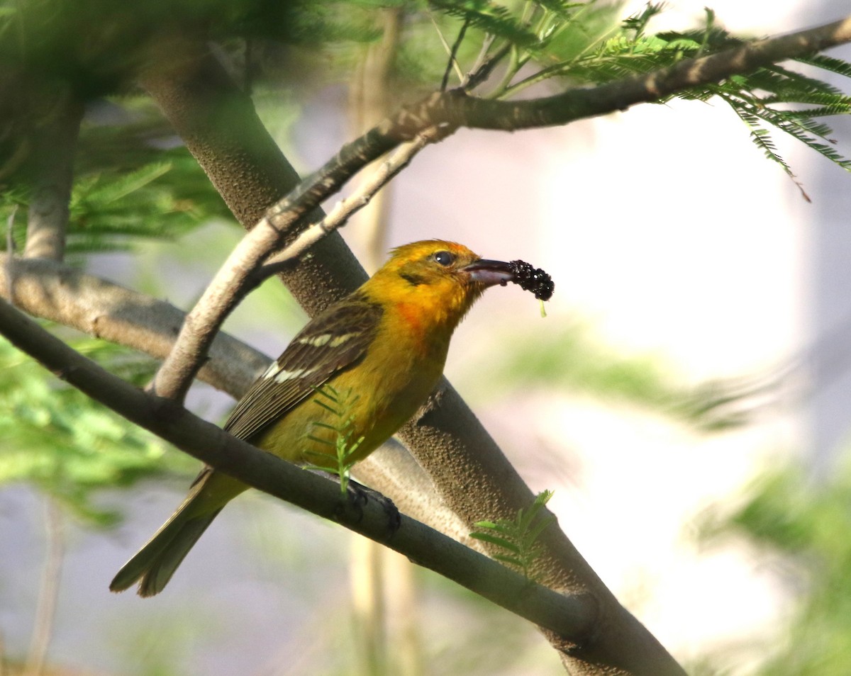 Flame-colored Tanager - ML644110430