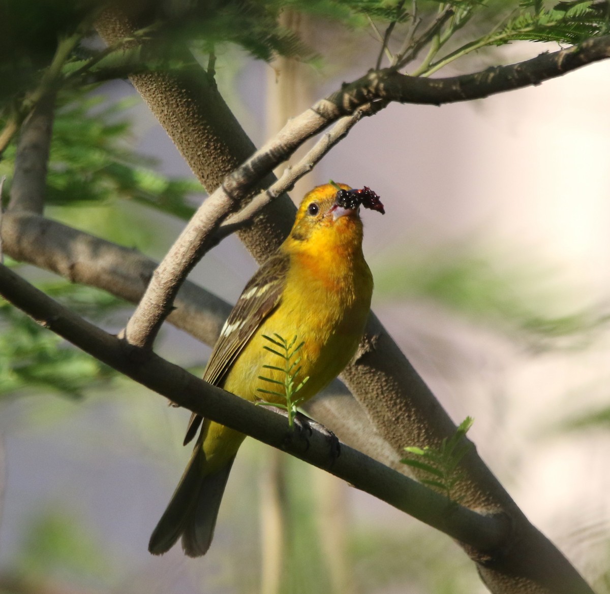Flame-colored Tanager - ML644110434