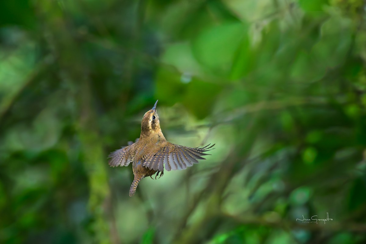 Mountain Wren - ML644110438