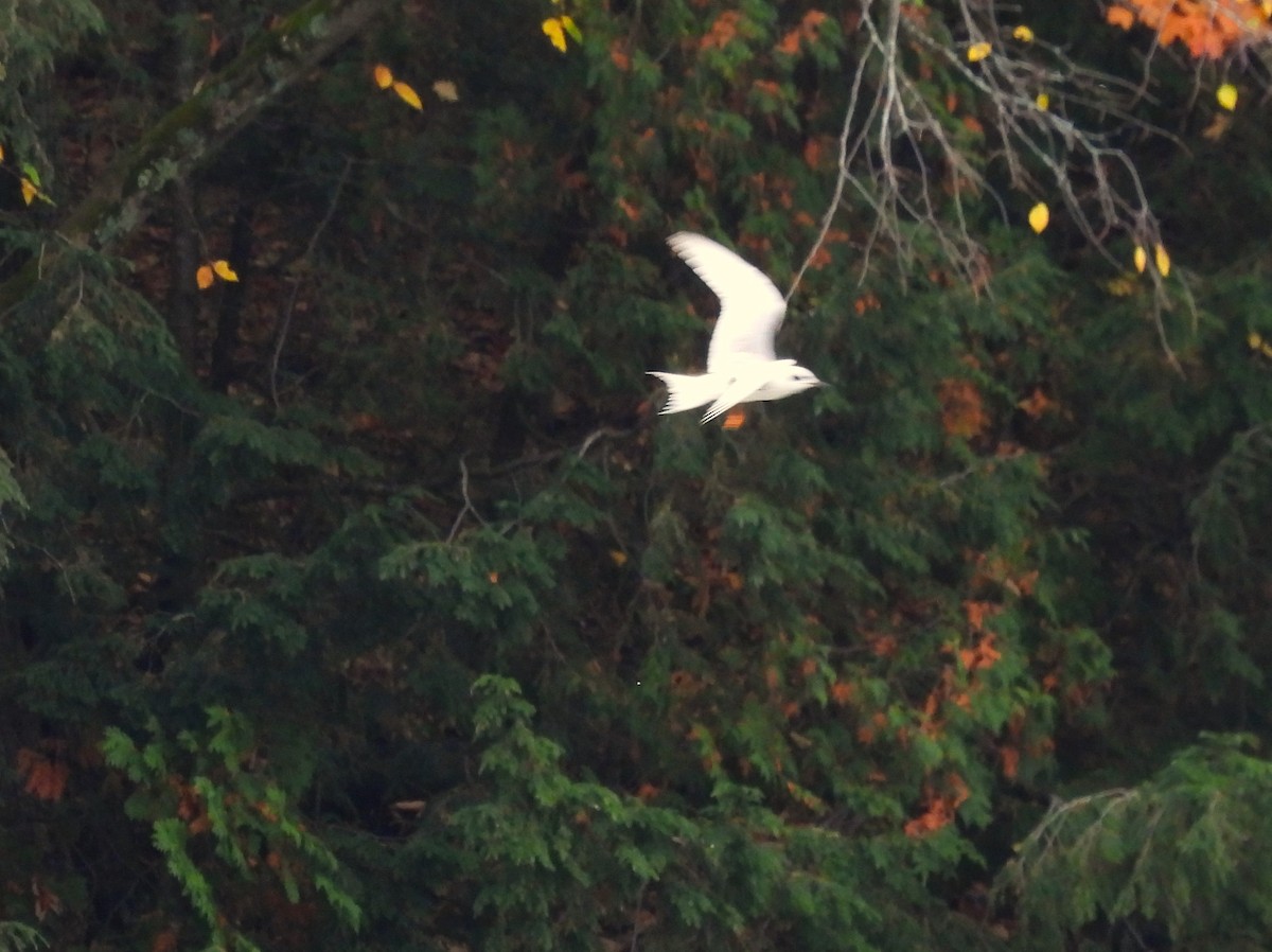 Forster's Tern - ML644110444