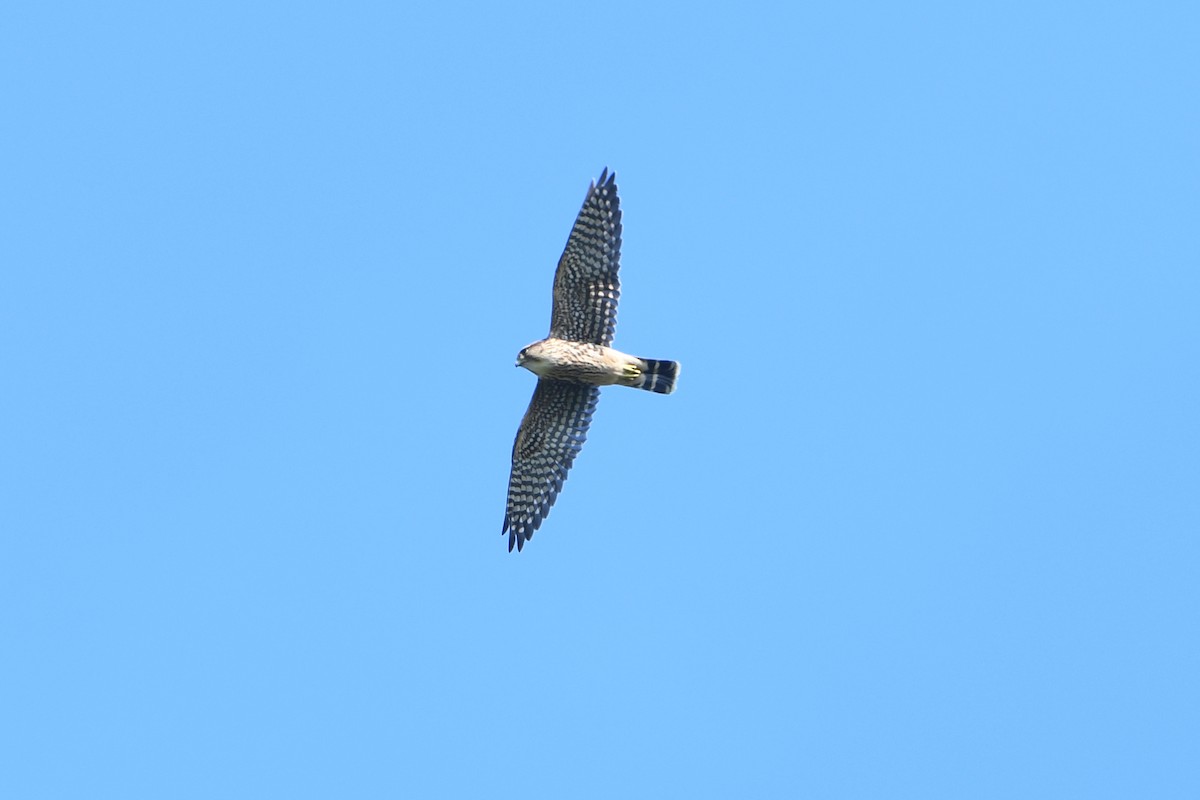 Підсоколик малий - ML644110445