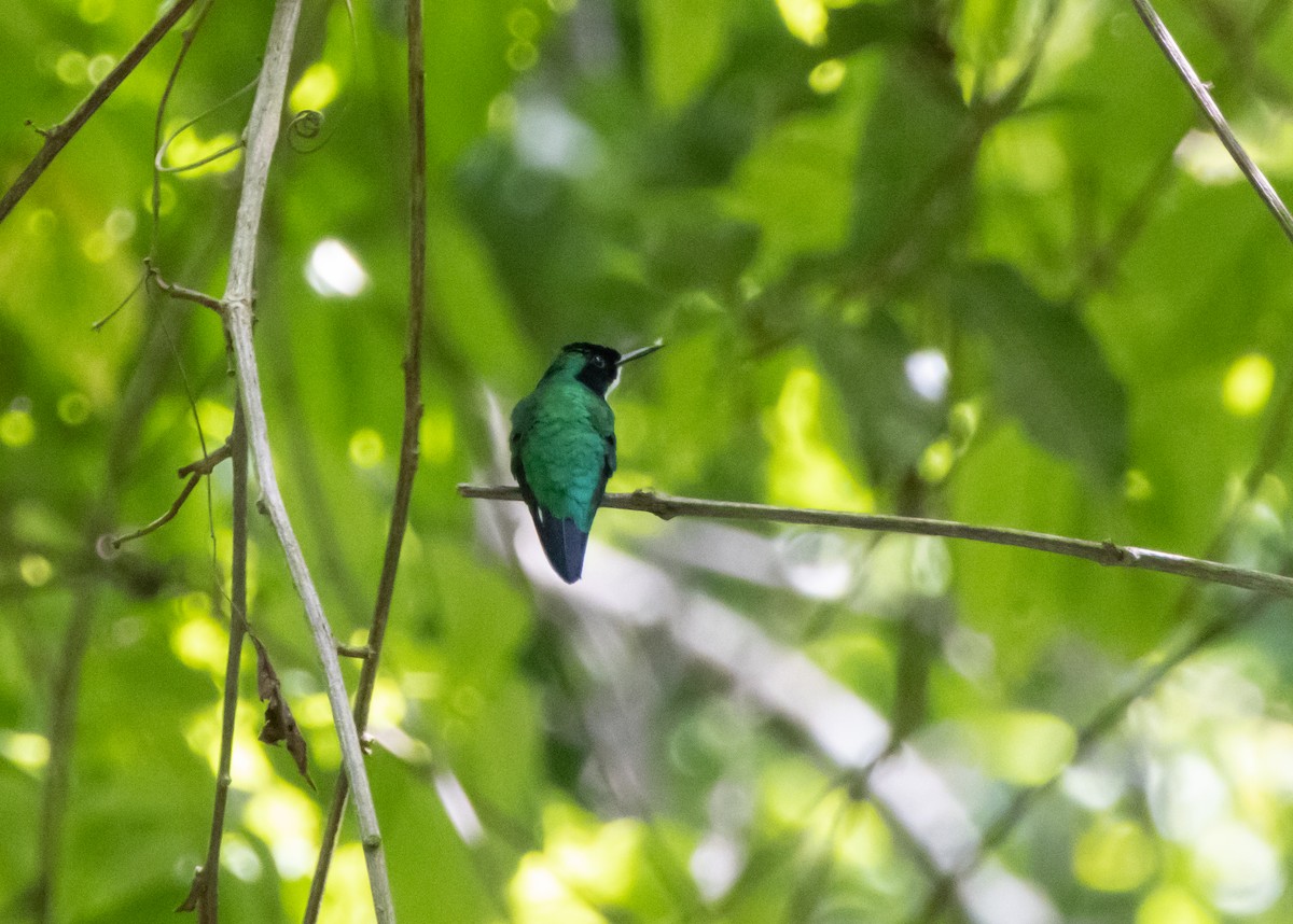 Purpurkron-Schmuckkolibri - ML644110453