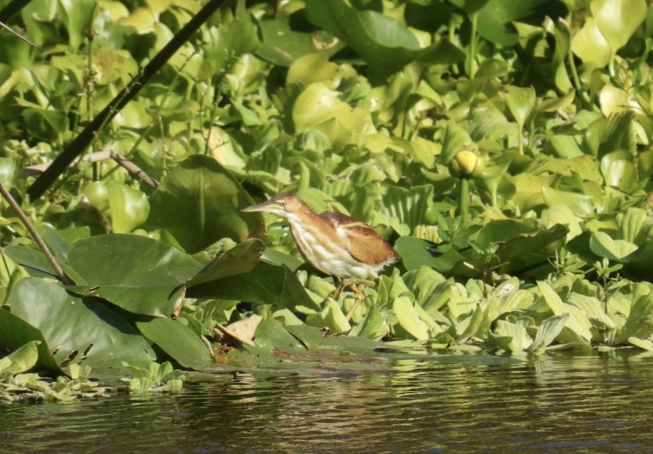 Least Bittern - ML644110454