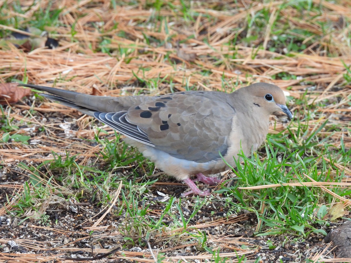 Mourning Dove - ML644110457