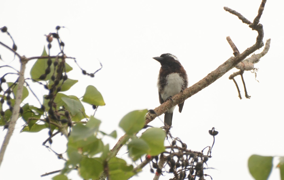 Белоухая либия - ML644110458