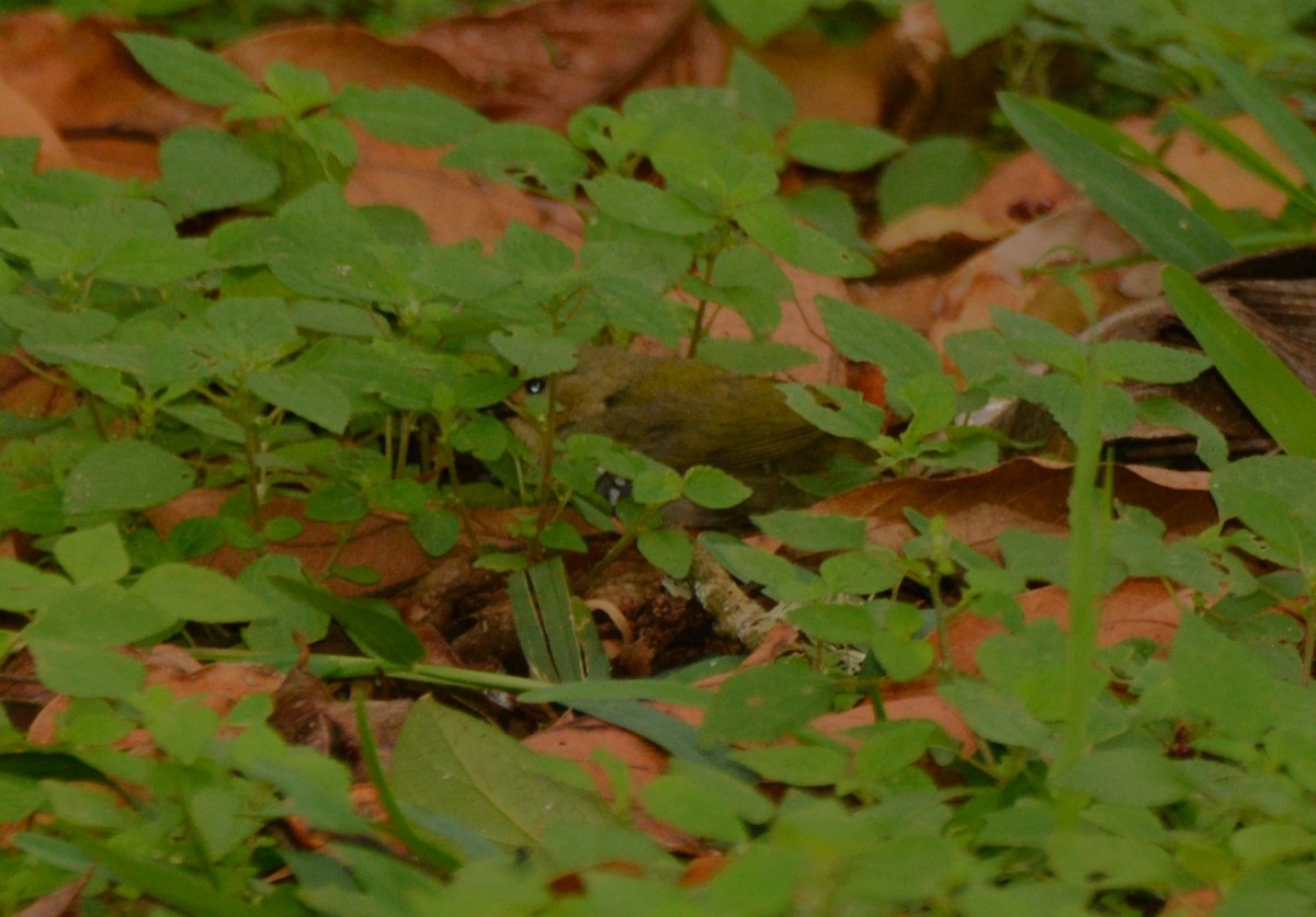 Green-backed Twinspot - ML644110473