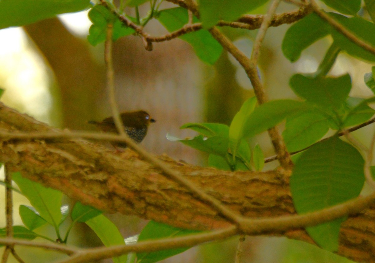 Green-backed Twinspot - ML644110474