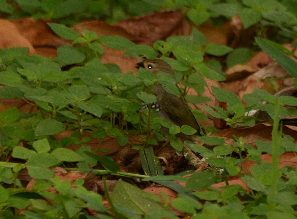 Green-backed Twinspot - ML644110475