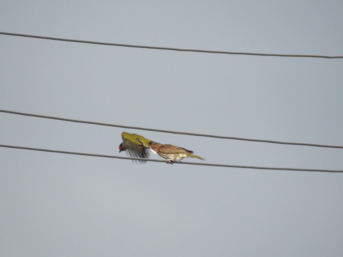 Australasian Figbird - ML644110476