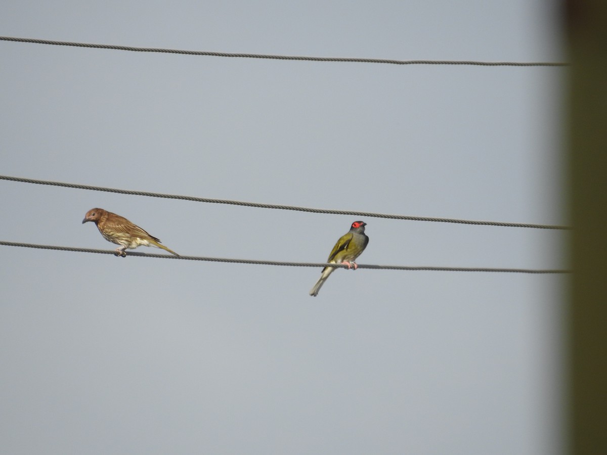 Australasian Figbird - ML644110477