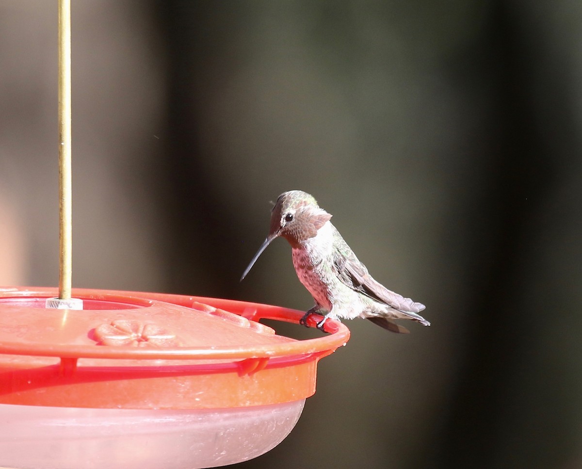 Anna's Hummingbird - ML644110479