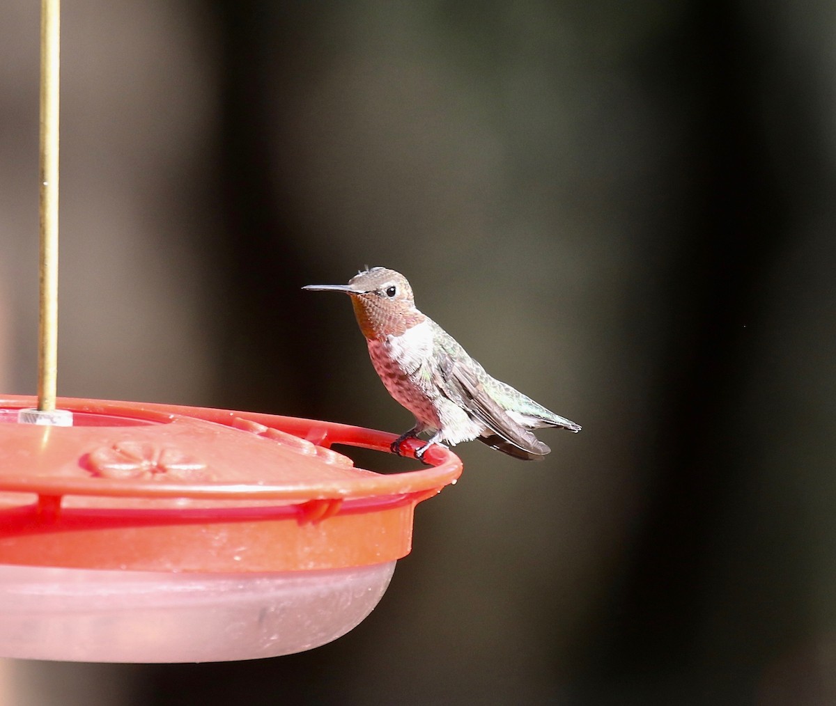 Anna's Hummingbird - ML644110480