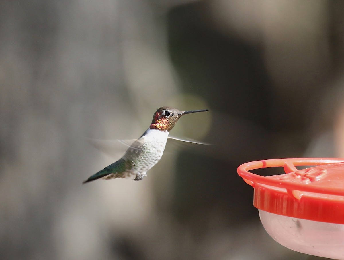 Anna's Hummingbird - ML644110481