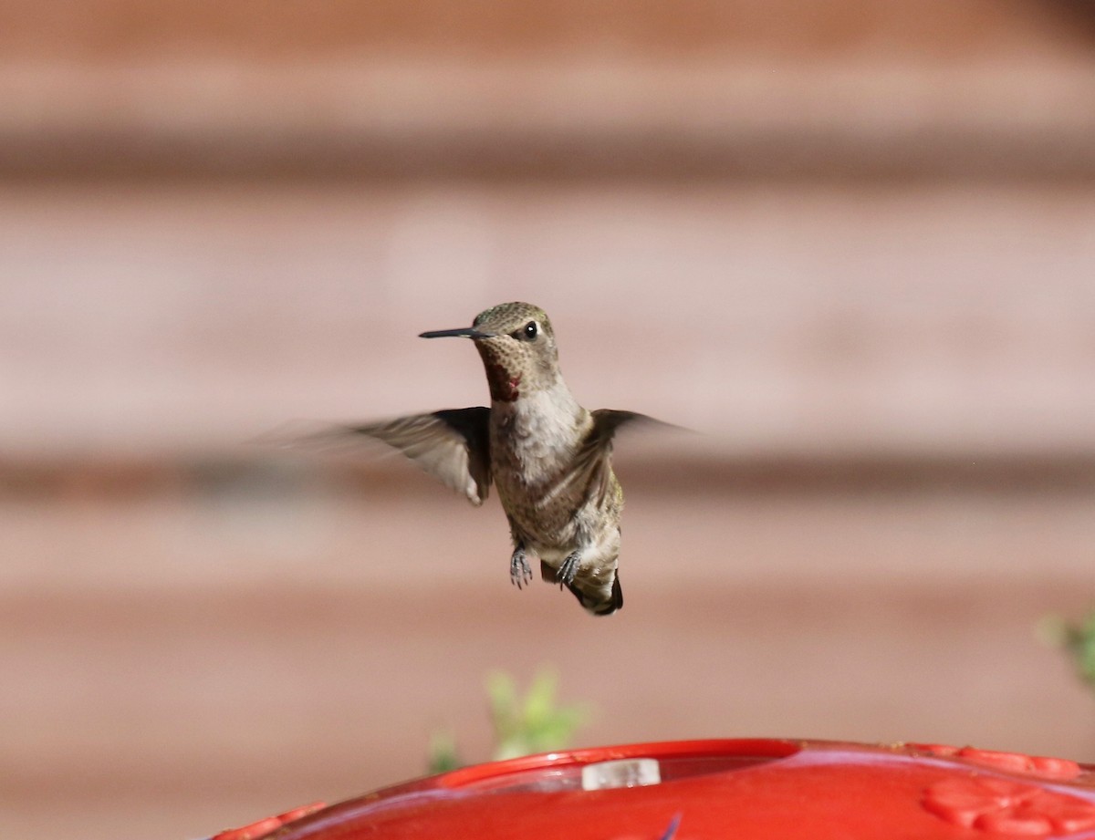 Anna's Hummingbird - ML644110482