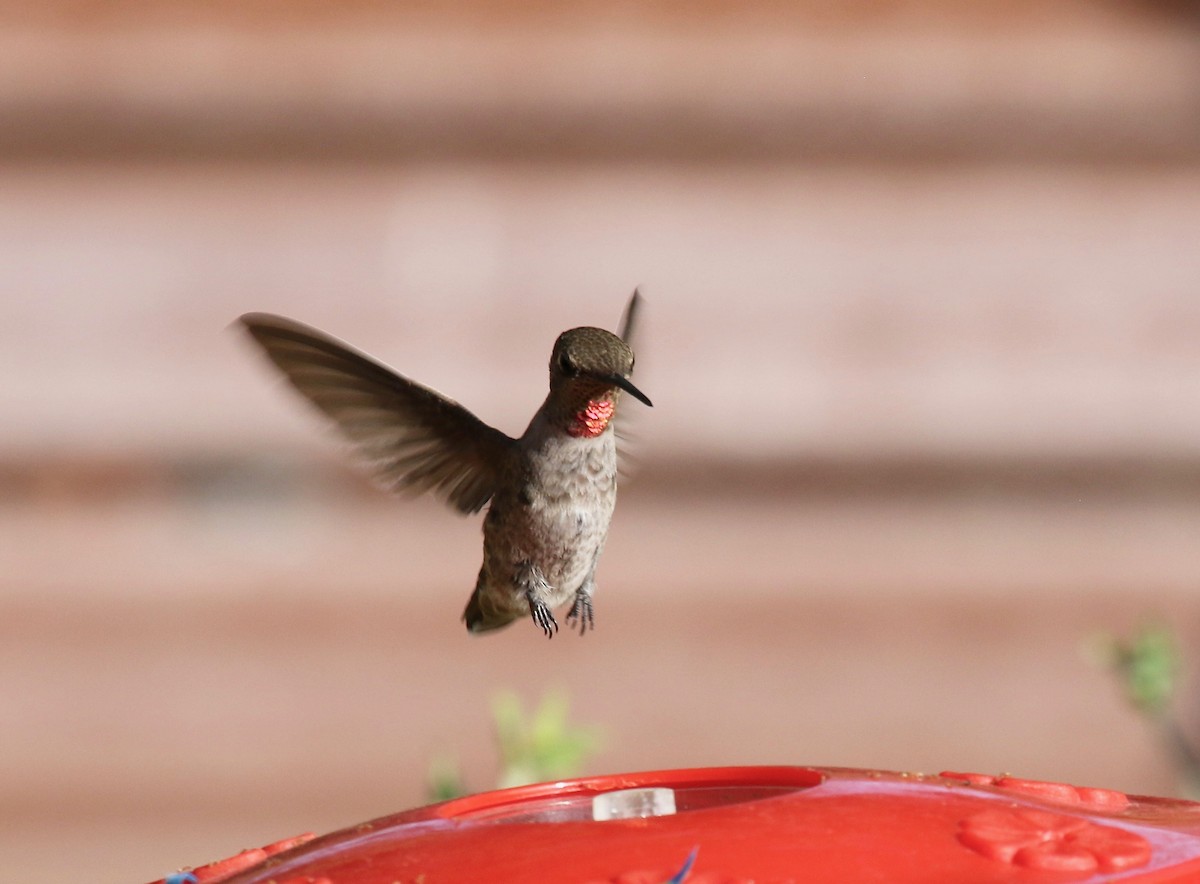 Anna's Hummingbird - ML644110483