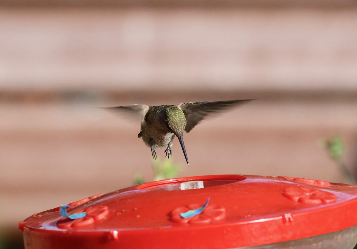 Anna's Hummingbird - ML644110485