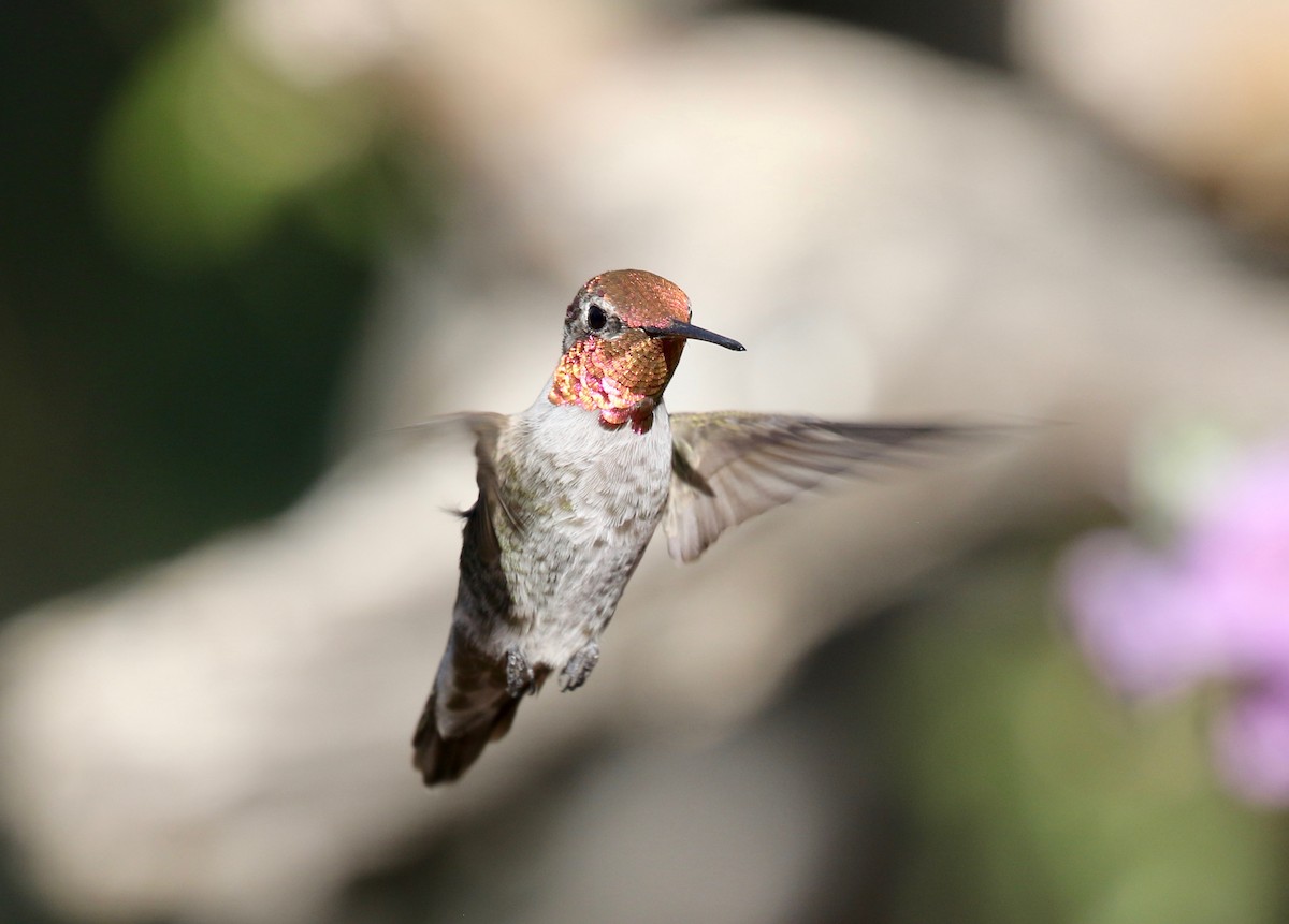 Anna's Hummingbird - ML644110486