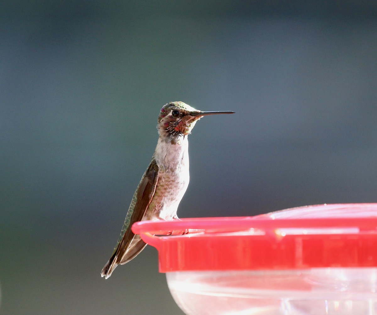 Anna's Hummingbird - ML644110487