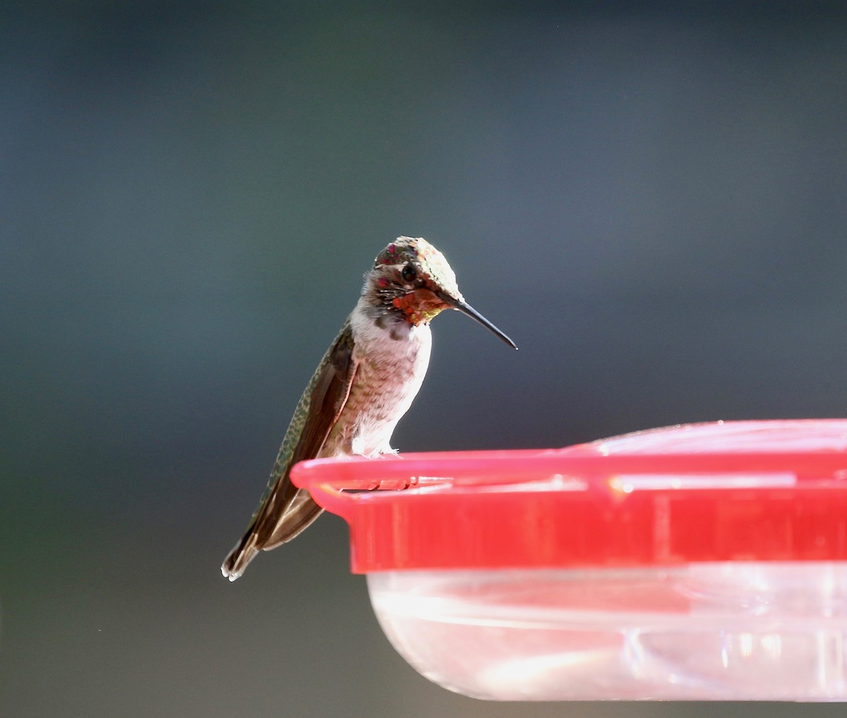 Anna's Hummingbird - ML644110488