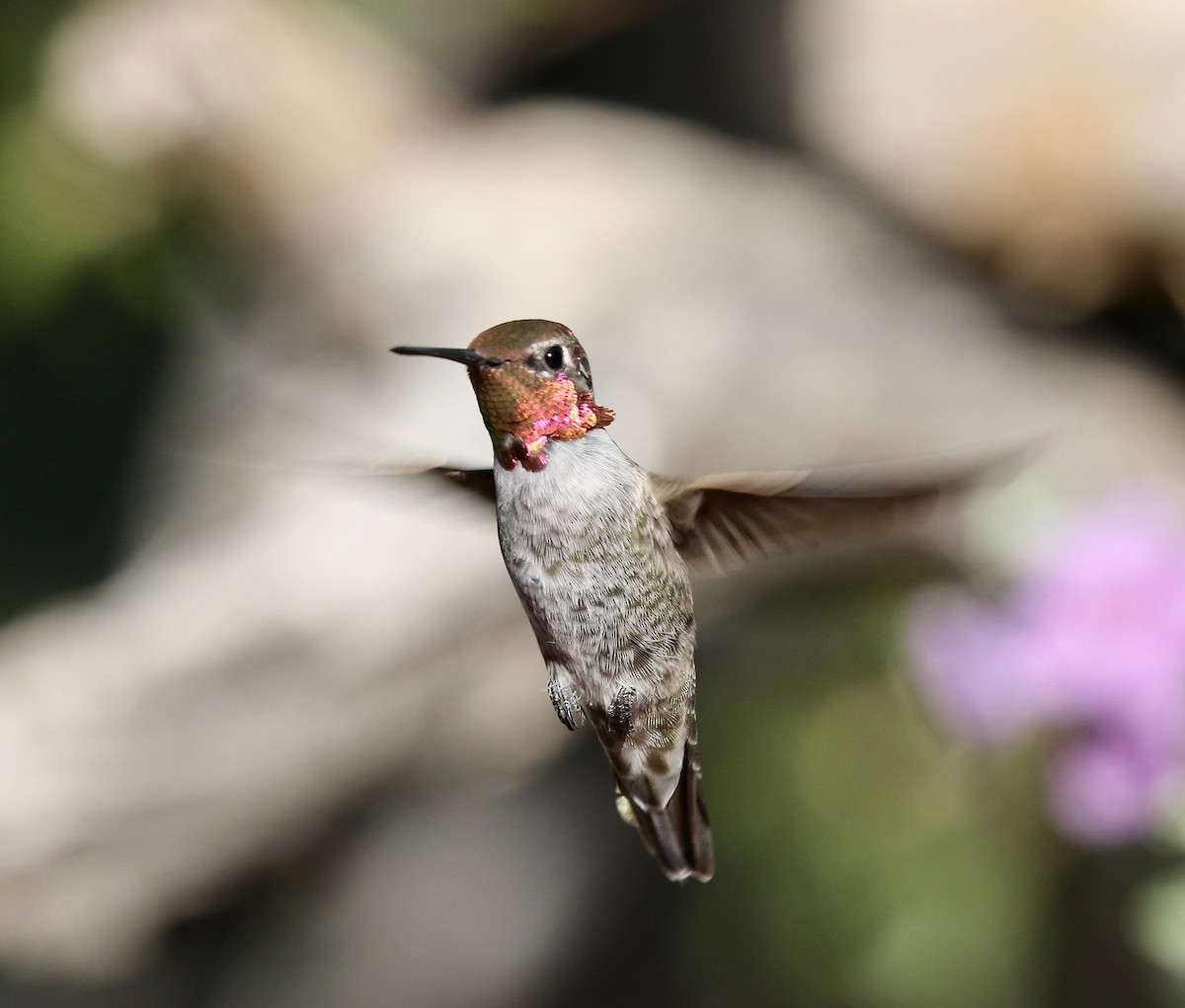 Anna's Hummingbird - ML644110489